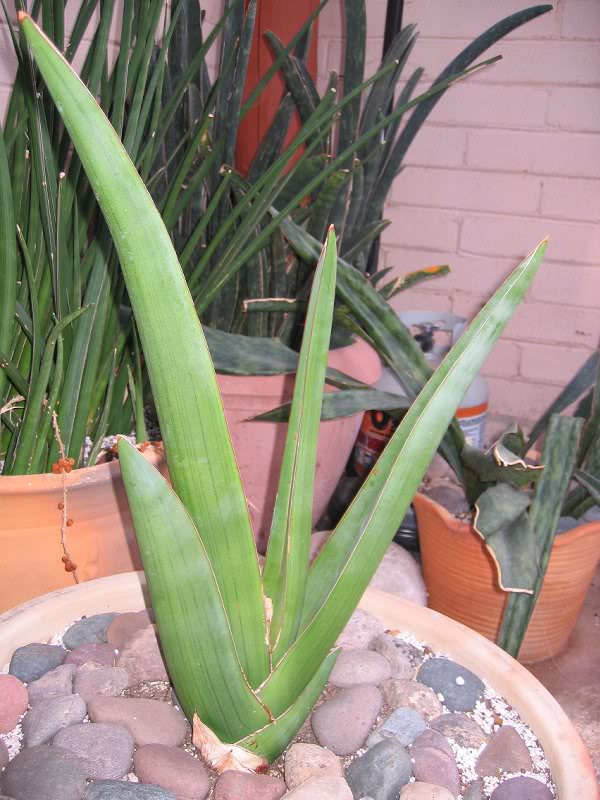 سانسیویریا ارنبرگی